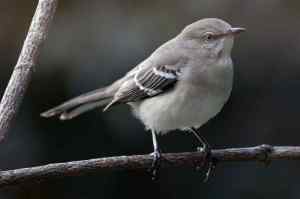 To Kill the Mockingbird